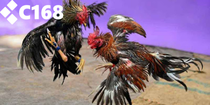 Lợi ích khi trải nghiệm sảnh đá gà C168